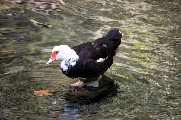 Ente Auf Dem Wasser — Stockfoto