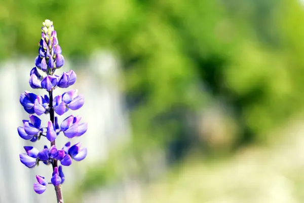 Güneşe doğru uzanan lavanta — Stok fotoğraf