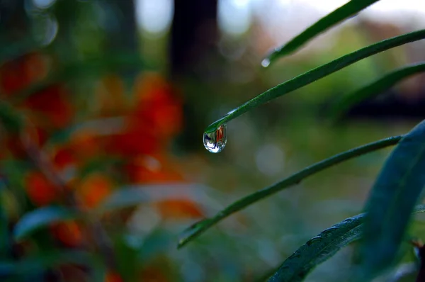 Uma gota de água que desce pela pétala de uma planta — Fotografia de Stock