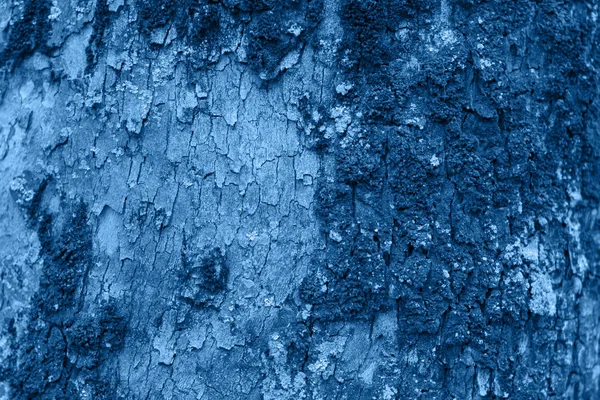 Relief texture of the bark of a tree. Trendy color of the year 2020. — Stock Photo, Image