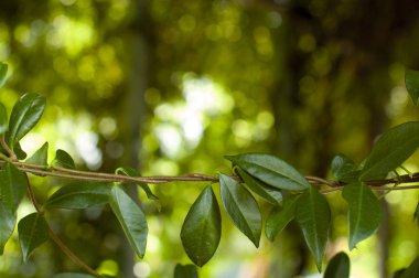 Bulanık yeşil arka planda tırmanma tesisi. Doğa konsepti. Boşluğu kopyala