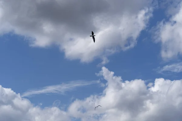 白い雲と明るい青空に向かって広がる翼を持つ飛行中のカモメ — ストック写真