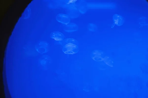 水族館でクラゲ。水槽には青い光のゼリー魚がいっぱい. — ストック写真