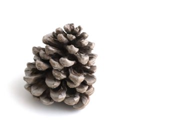 Beyaz arka planda çam yığını, her amaç için harika bir tasarım. Yeni yıl sembolü. Yeni yıl..