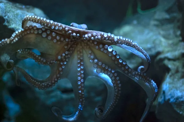 Een gigantische octopus zoog op glas. Zeedier in een aquarium, benen uitgespreid de zuigers weergeven — Stockfoto