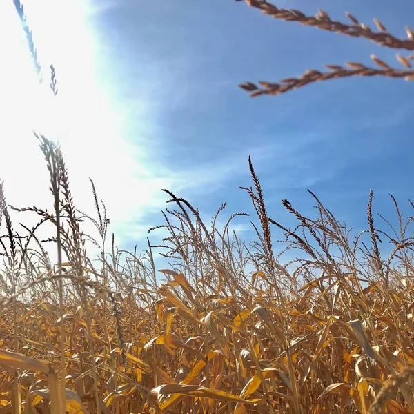 Field of wheat crop in brown soil on open countryside nature