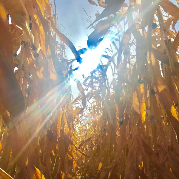 Поле пшеницы в коричневой почве на открытой местности — стоковое фото