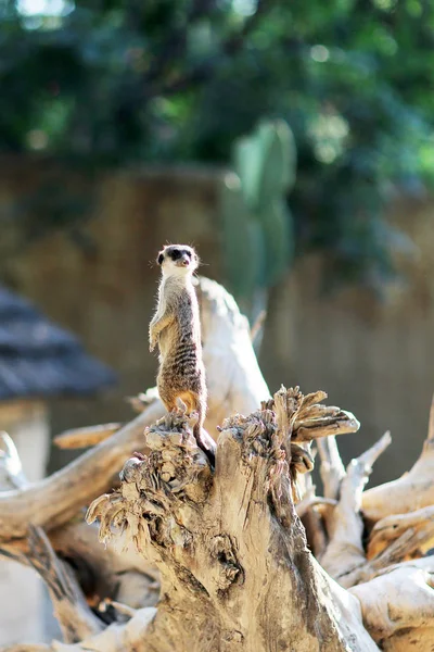 Un petit meerkat poilu assis sur un long arbre sec, classe suricate — Photo