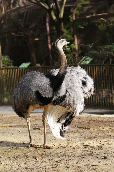 One Great White Bird Ostrich Feathers Stand Long Thin Legs — Stockfoto