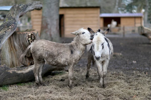 Husdjur Åsna Stående Uttråkad Smutsigt Gräs Djurparken Med Korta Tunna — Stockfoto