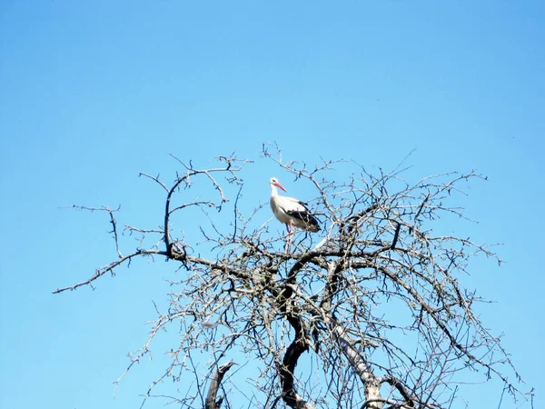 翼を持つ美しい鳥のコウノトリは古い木の枝に座っています 風景は 翼を持つシルエット鳥のコウノトリ 澄んだ空 葉のない空の木で構成されています 翼を持つコウノトリが木の上に立っている — ストック写真