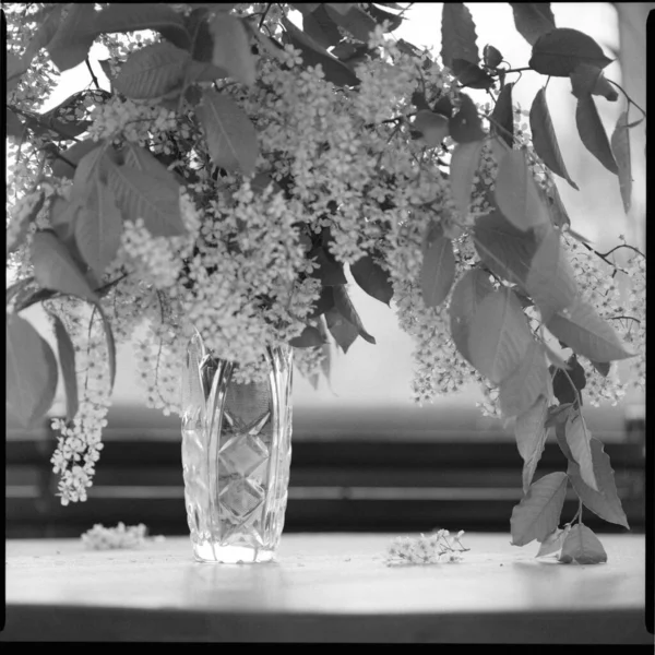 Чорно Біла Ретро Фотографія Показує Букет Красивих Квітучих Весняних Квітів — стокове фото