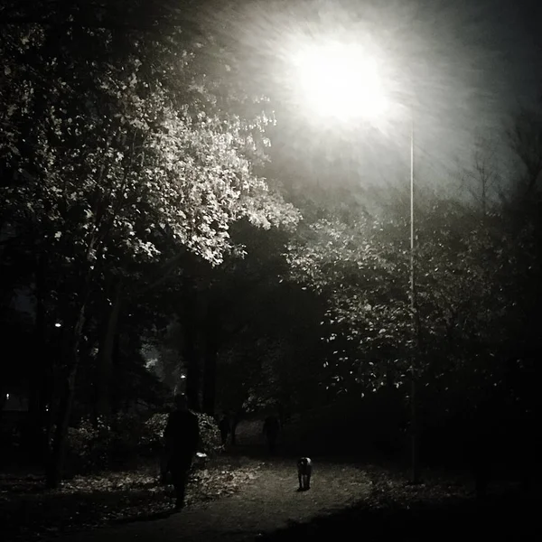 大きな明るい提灯は夜の公園を通って家に帰る人と犬のための道を照らす — ストック写真