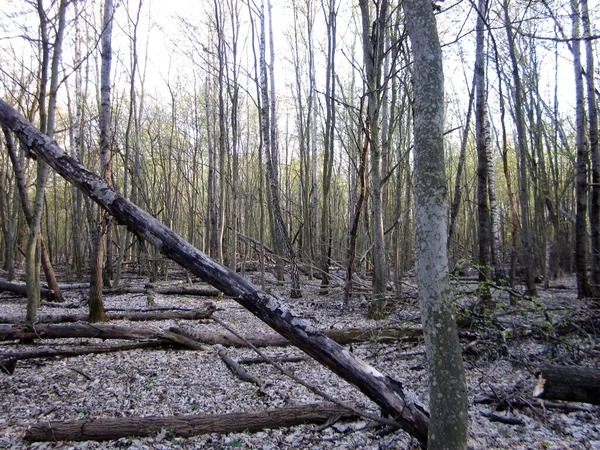 Красивая Фотография Показывает Старое Разбитое Дерево Зимнем Холодном Лесу Среди — стоковое фото