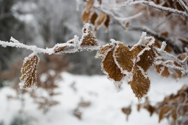 Beech Leaves with Hoarfrost — Stock Photo, Image