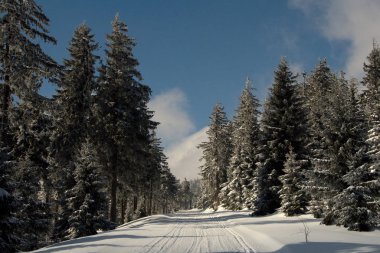 Ladin ormandaki bir güneşli kış gün boyunca karlı yol.