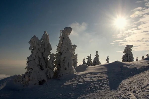 Cenário Ventoso Com Árvores Cobertas Neve Pôr Sol — Fotografia de Stock