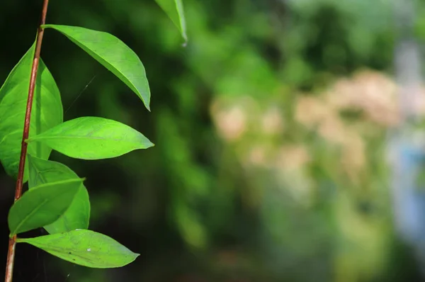 Πράσινο φύλλα μοτίβο φόντο, πράσινα φύλλα και κλαδιά δέντρων, tr — Φωτογραφία Αρχείου