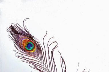 İzole edilmiş beyaz tavus kuşu tüyleri, izole edilmiş Whit üzerinde tavus kuşu kuyruğu