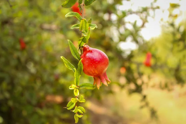 Romã vermelha fruta com ramo de romã, ramo de romã — Fotografia de Stock