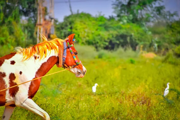 Caballo corriendo normalmente, herederos de oro caballo, tradicional hor indio — Foto de Stock