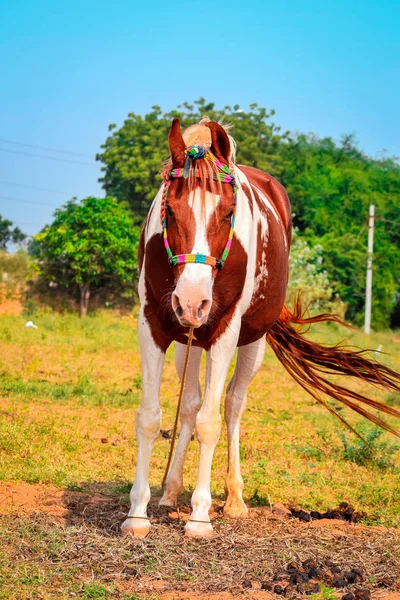 Bonito ásia cavalo de pé, marrom cabelo cavalo assistindo câmera , — Fotografia de Stock