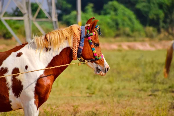 Rajasthani krásný kůň na stojící, arabský kůň krásný v — Stock fotografie