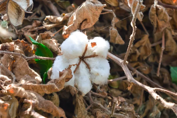 Organic cotton process dry in the sun on mat. Natural cotton for