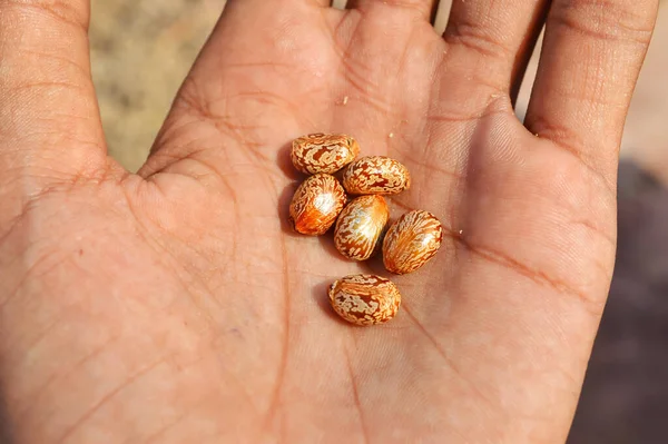 castor beans on hand ,castor oil bean close up,seeds view of cas
