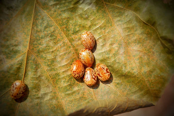 Olej rycynowy nasiona-ricinus communis, Wiele ziaren rycyny (Ricinus com — Zdjęcie stockowe