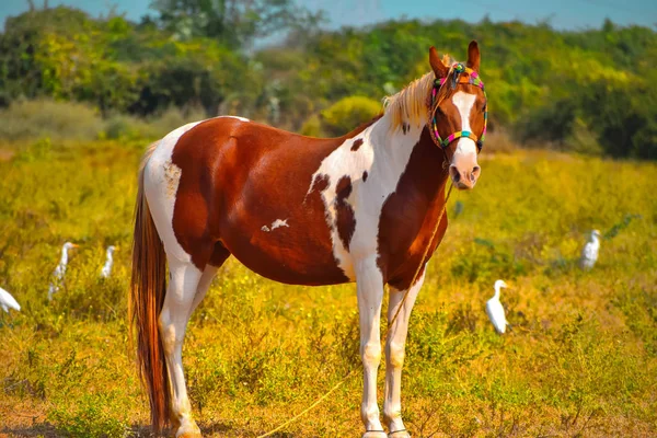 American quarto cavalo close-up vista, cavalo mustang de pé sobre Fotos De Bancos De Imagens