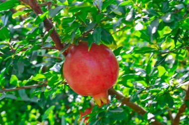 Spectacular ripe pomegranate autumn garden. Big and beautiful po