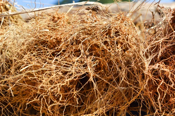Brown dry roots of grass,dry root,plant root close up view,agric — Stockfoto