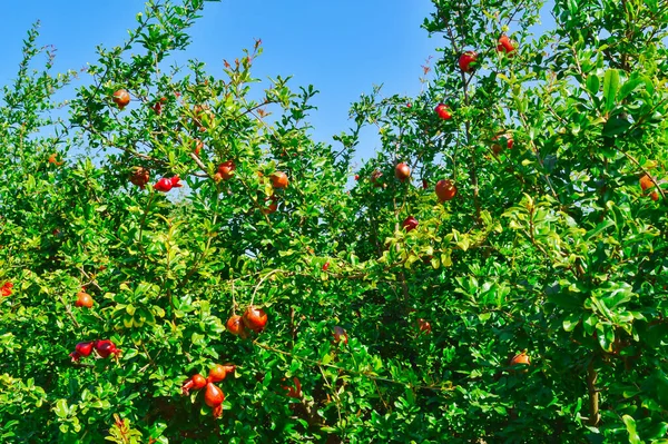 Gránátalma gyümölcs, gránátalma kert, nyers gránátalma gyümölcs cl — Stock Fotó