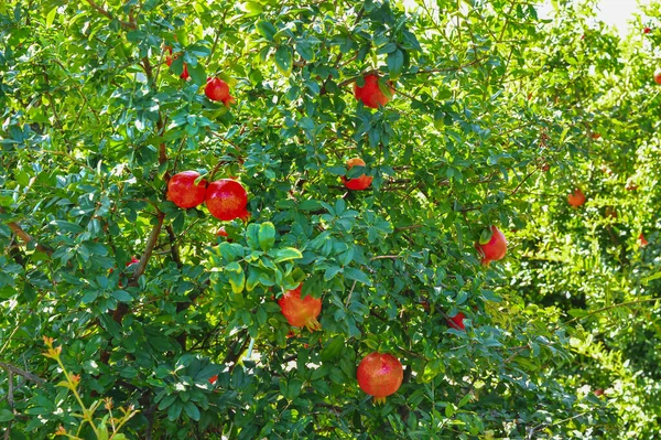 Agriculture of pomegranate fruits,pomegranate food,garden and po — Stock Photo, Image