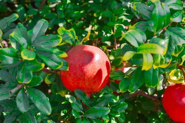 Rode granaatappel fruit op granaatappel boom tak, groene bladeren van — Stockfoto