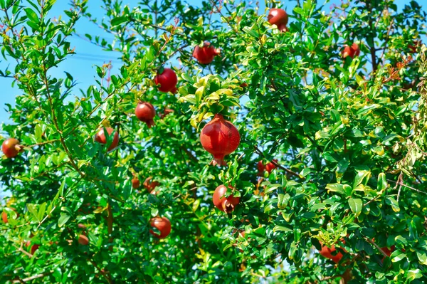 Rijp granaatappelfruit op boomtak, granaatappel en bladeren — Stockfoto