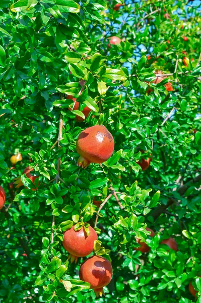 Frukt av granatepler, tropiske granatepler og grønn lea – stockfoto