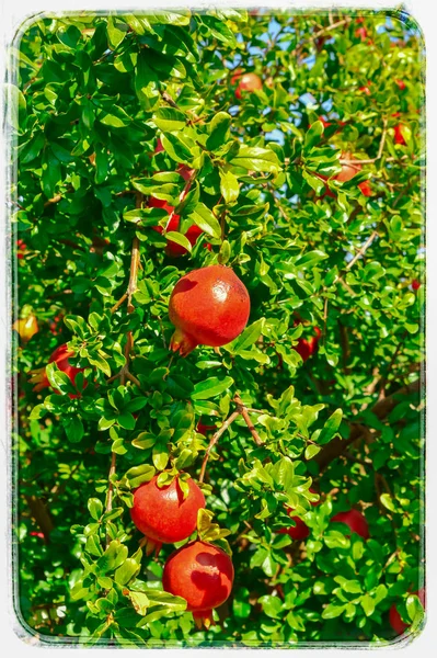 Granaatappel flora, granaatappel fruit op bomen tak, close-up vie — Stockfoto