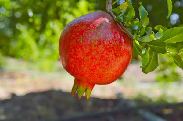 Pomegranate fruits close up view, ripe and red pomegranate — Stock Photo, Image