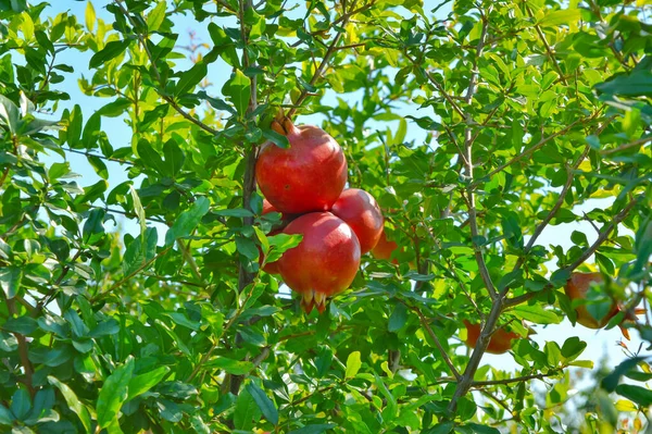 Lekkere rijpe verse granaatappels achtergrond. Nuttige vitaminen voedsel. — Stockfoto