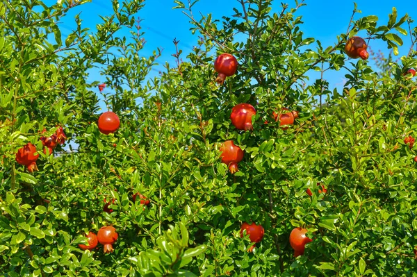 Granaatappels tuin, granaatappel vruchten van dichtbij bekijken, agric — Stockfoto