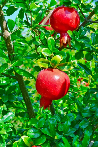 Granaatappel vruchten close-up, granaatappel bomen, granaatappel bladeren — Stockfoto