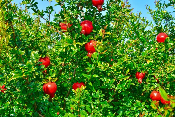 Tuin met granaatappel, granaatappel, rijpe granaatappel — Stockfoto