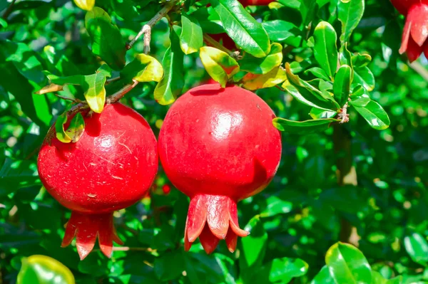 Zwei kleine rote Granatapfelfrüchte Nahaufnahme, roher Granatapfel — Stockfoto