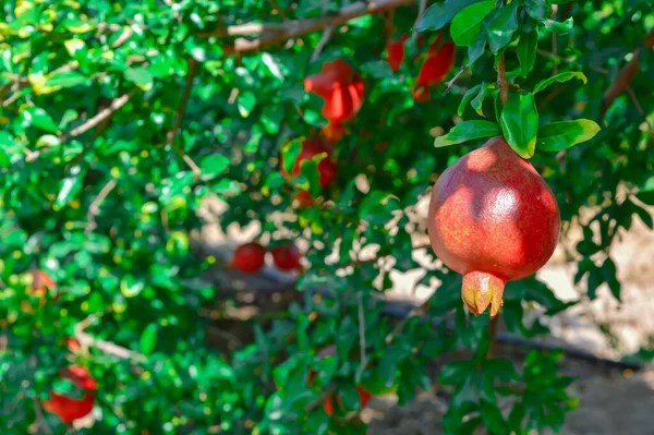 Pomegranate in a seaside town.Ripe pomegranate fruit on tree bra — Stockfoto