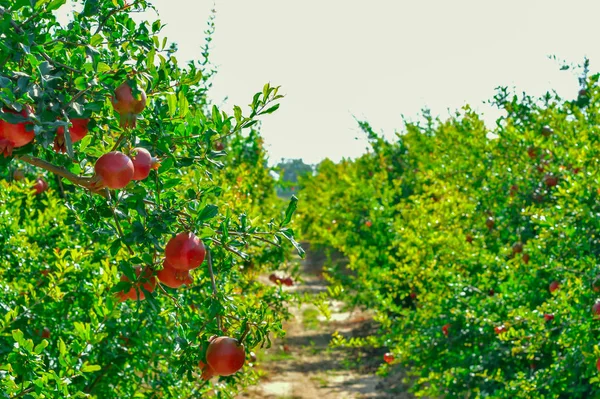 Spectacular ripe pomegranate autumn garden. Big and beautiful po — Stok fotoğraf