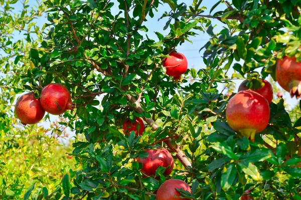 Granaatappel fruit Teelt van India, anar uitzicht op de tuin, pomeg — Stockfoto