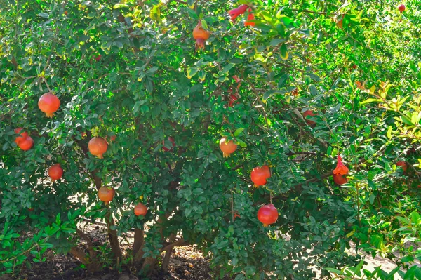 Råa granatäpplen, jordbruk av granatäpplen, pomegra — Stockfoto
