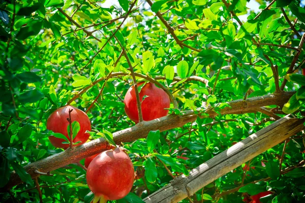 pomegranate fruits Cultivation of India ,anar  garden view,pomeg